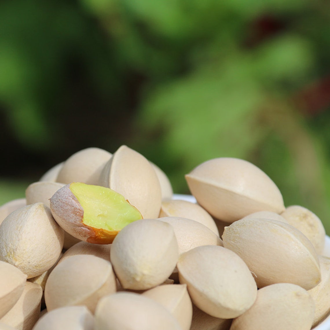 1.1 LB Ginkgo Nuts Premium Raw Ginkgo Nuts Newly Harvested Etsy