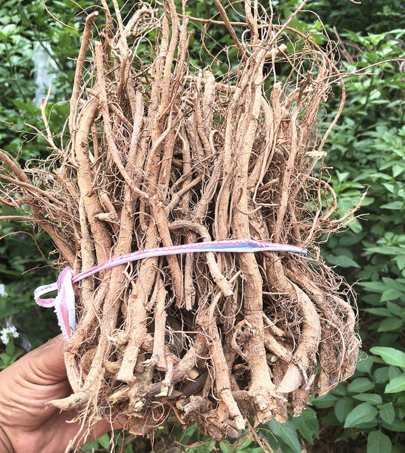 500g Dried Herbs Mimosa Pudica Rootmimosa Root Han Xiu Cao Etsy