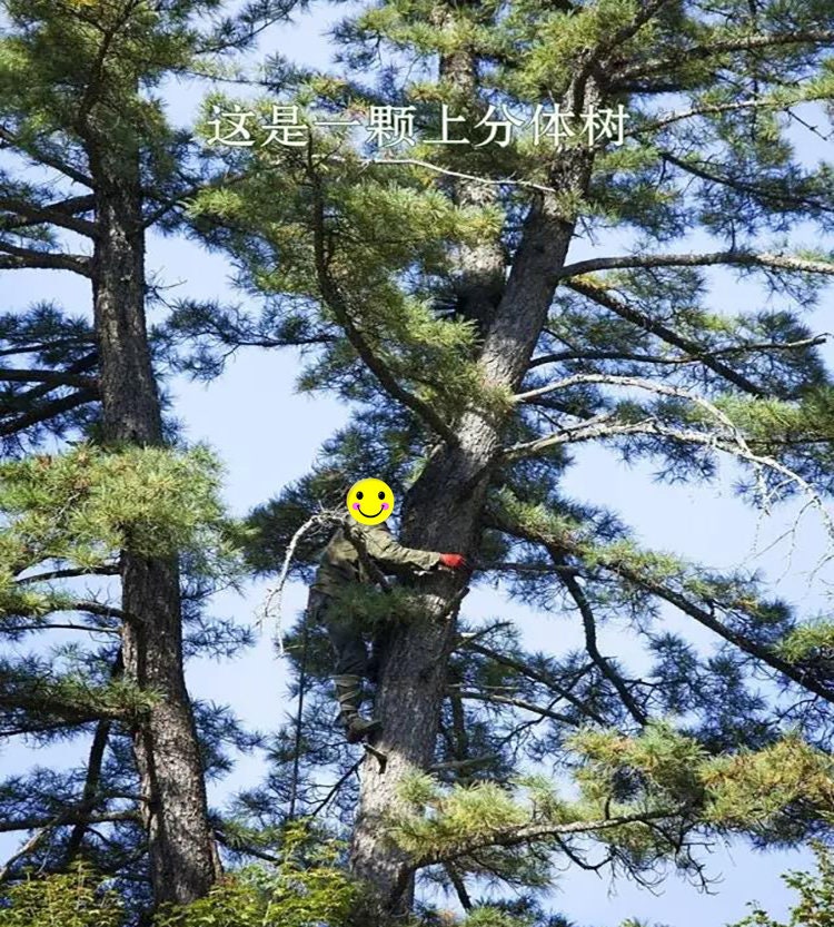 500g Pine Needle Tea Pine Tea Song Zhen Herbal Tea Song Etsy