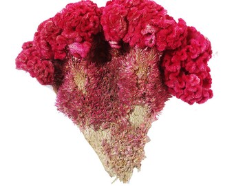 1.1LB Dried Herbs Red Cockscomb Flower, Flos Celosiae Cristatae, Ji Guan Hua