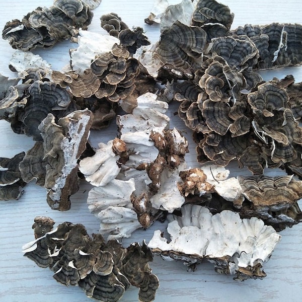 500g Dried Wild Turkey Tail (CORIOLUS) Mushroom, Coriolus versicolor , Yun Zhi