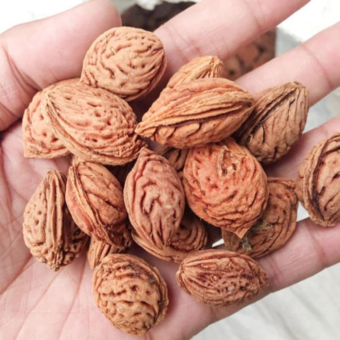 1.1 LB Peach Seeds Etsy