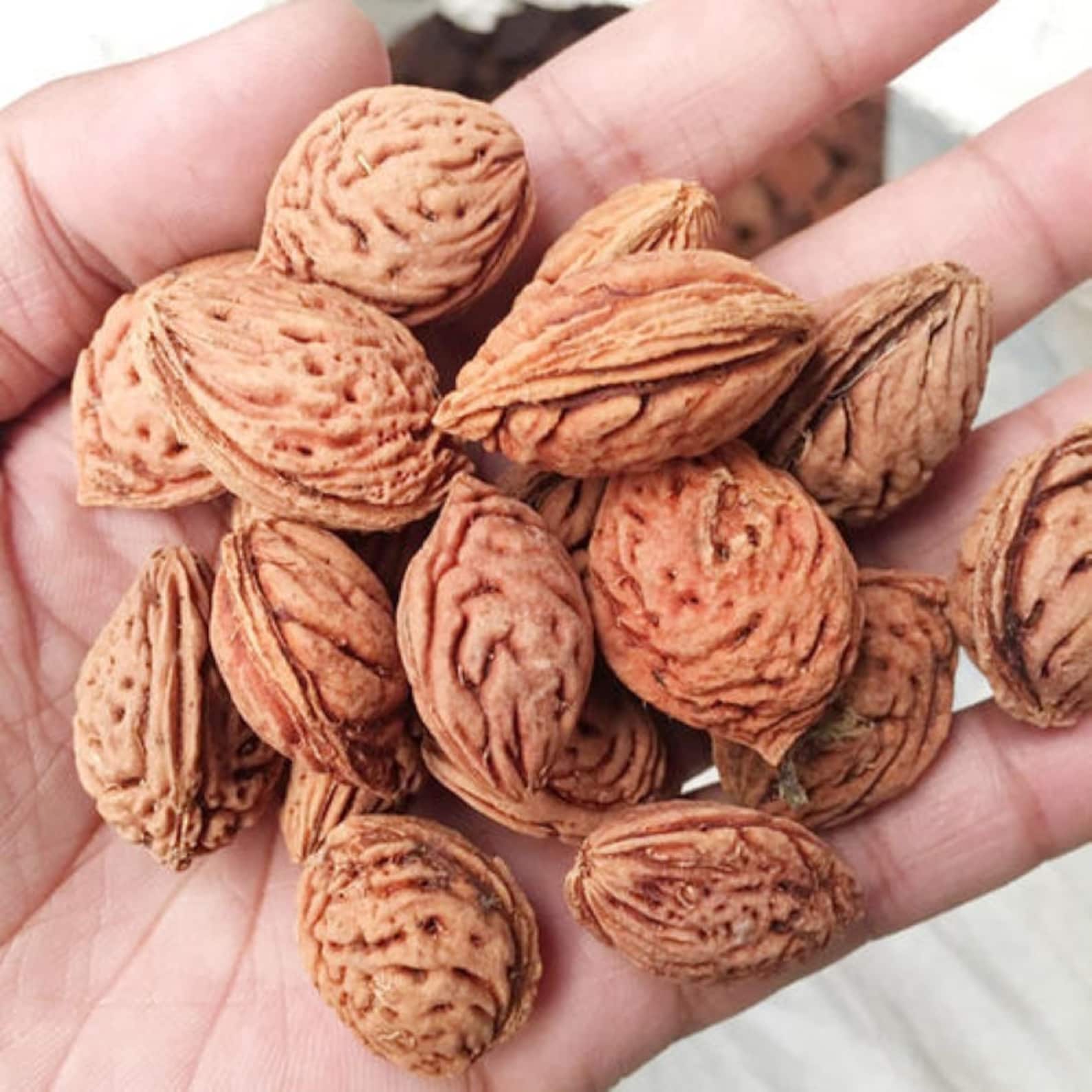 Is Peaches Seed Good For Dogs at Tackett blog