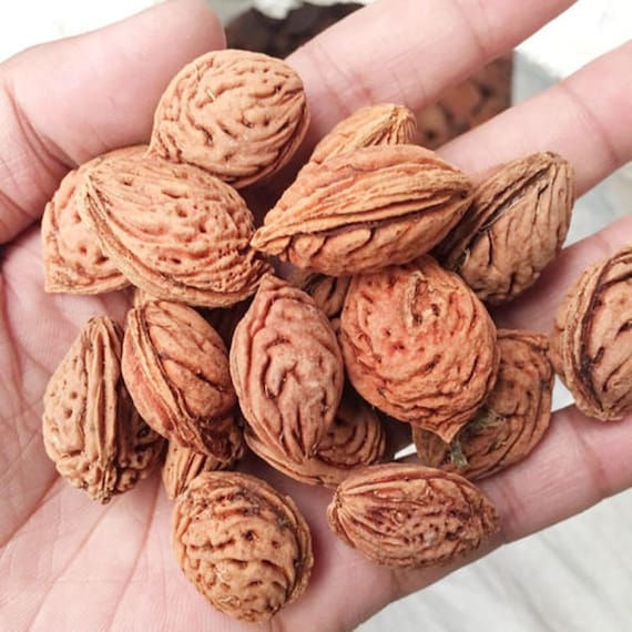 Peach Seed