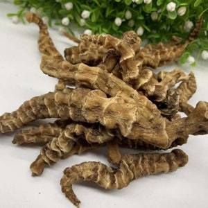 500g Wild Panacis Japonici Rhizoma, Rhizoma Panacis Japonici, Panax Japonicus, Zhu Jie Shen, Root Of Panax japonicus C. A. Mey.