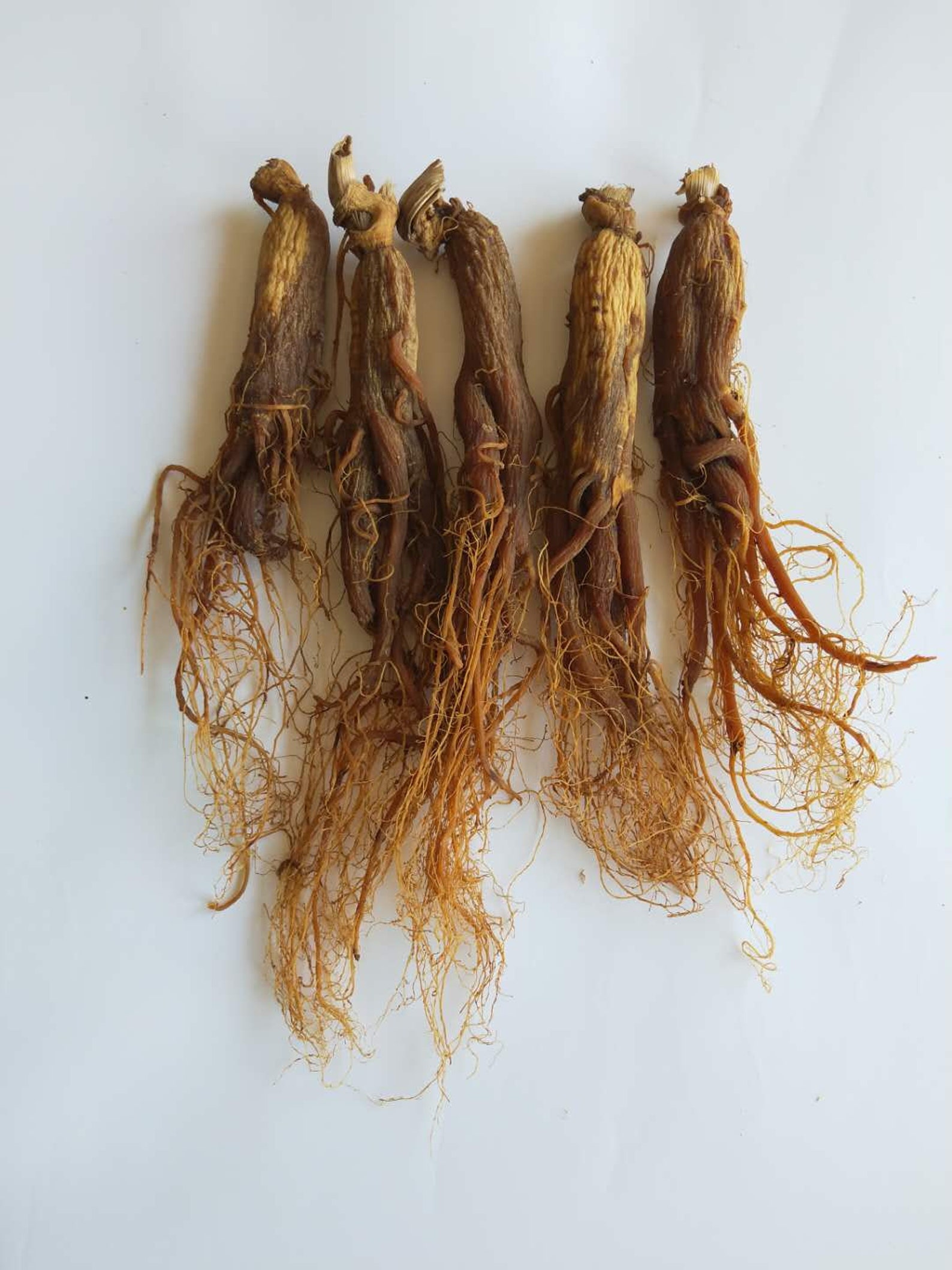 Top Quality 250g Red Ginseng Root 10 Years Dry Ginseng Root Etsy