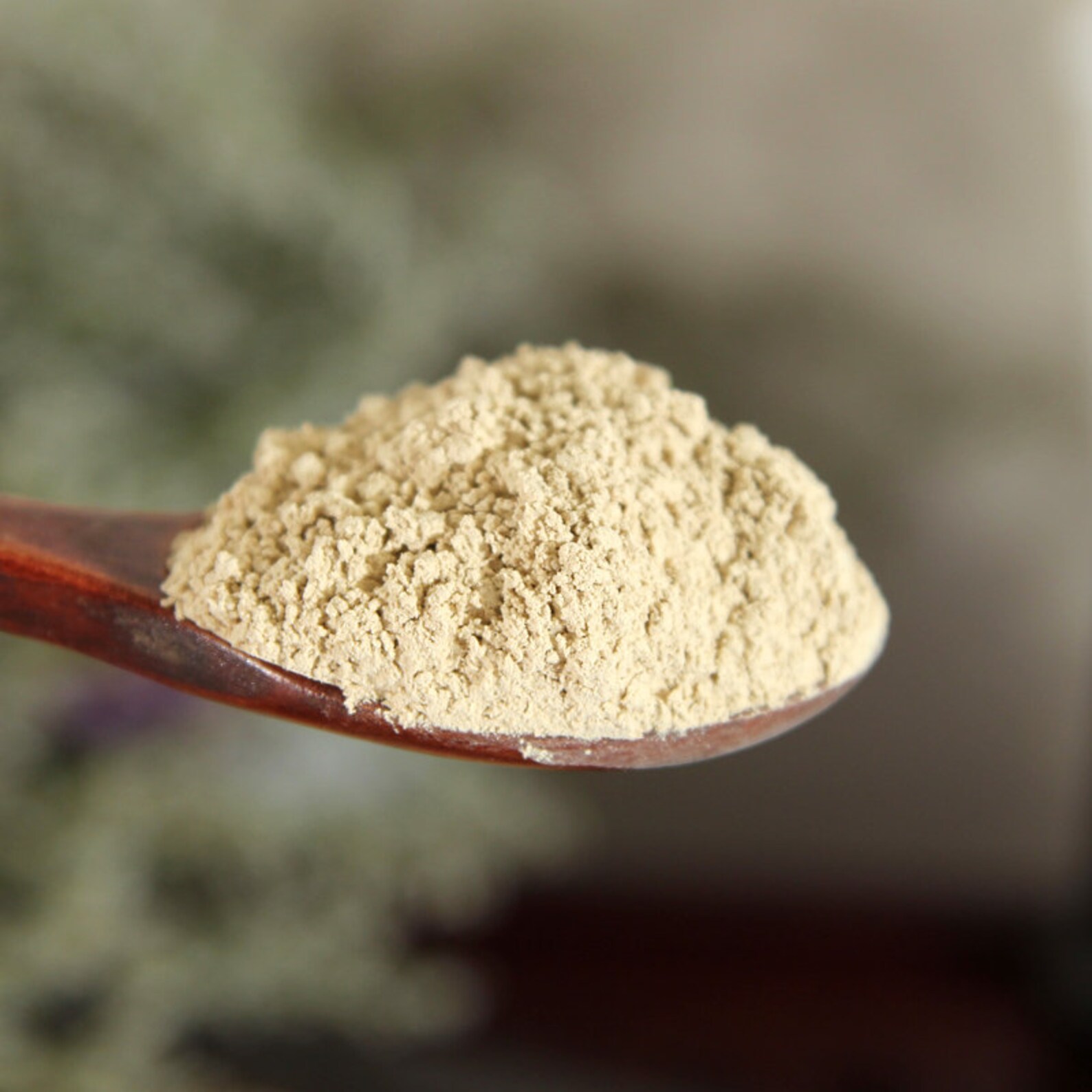 500g Angelica Root Powder Chinese Herb 100 Pure Dried Bai Zhi Etsy