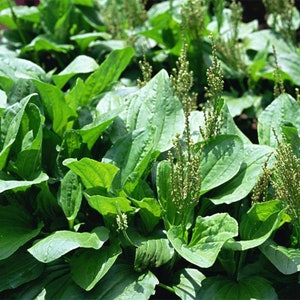 3.5OZ CHINESE PLANTAIN Plantago Asiatica Herb Seeds, Che Qian Zi image 2