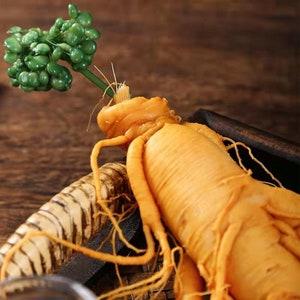 Fresh White Ginseng Ginseng Root from China Changbai Mountain Gross Weight 250g image 2