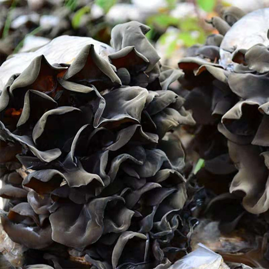 250g Dried Mushroom Black Fungus Wood Ear Black Jelly Mushroom Etsy