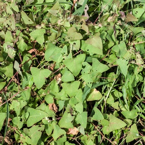 500g Dried Herbs Perfoliate Knotweed, Polygonum Perfoliatum, Gang Ban Gui, 杠板归 image 4