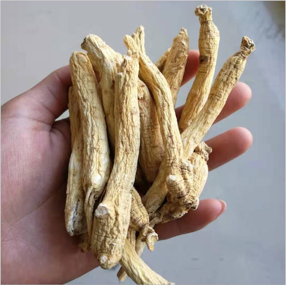Dried Korean Dried Ginseng Root 100g about 22 Roots White Etsy