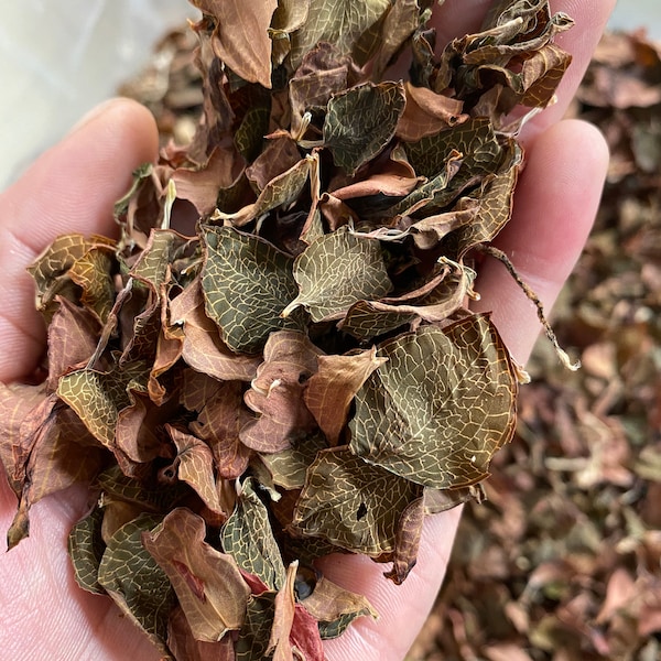 50g Dried Anoectochilus Roxburghii Leaves, Anoectochilus formosanus, Jin Xian Lian, Tea