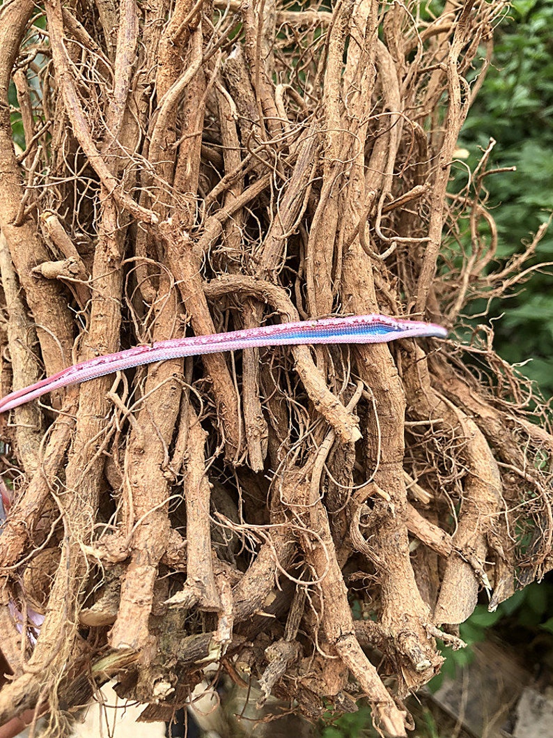 500g Dried Herbs Mimosa Pudica Rootmimosa Root Han Xiu Cao Etsy