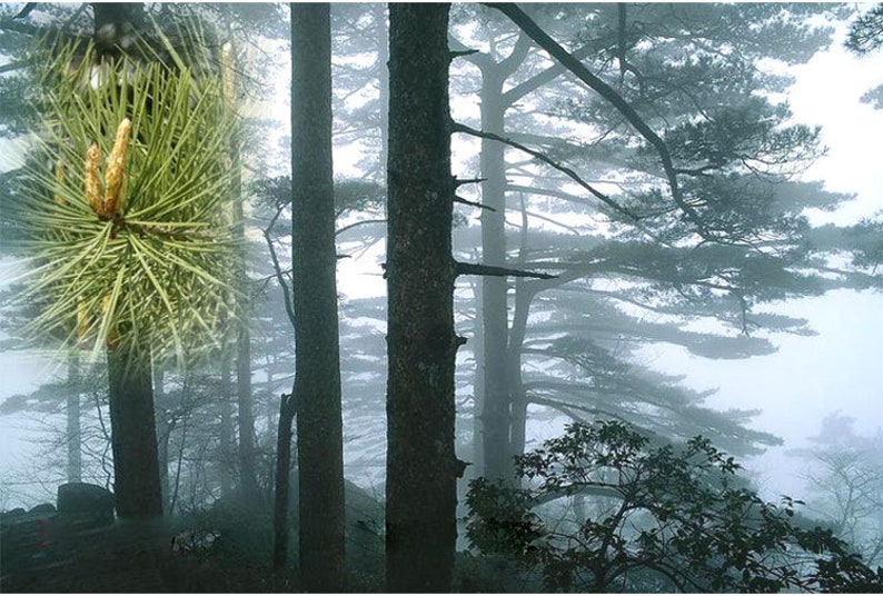 500g Pine Needle Tea Pine Tea Song Zhen Herbal Tea Song Etsy