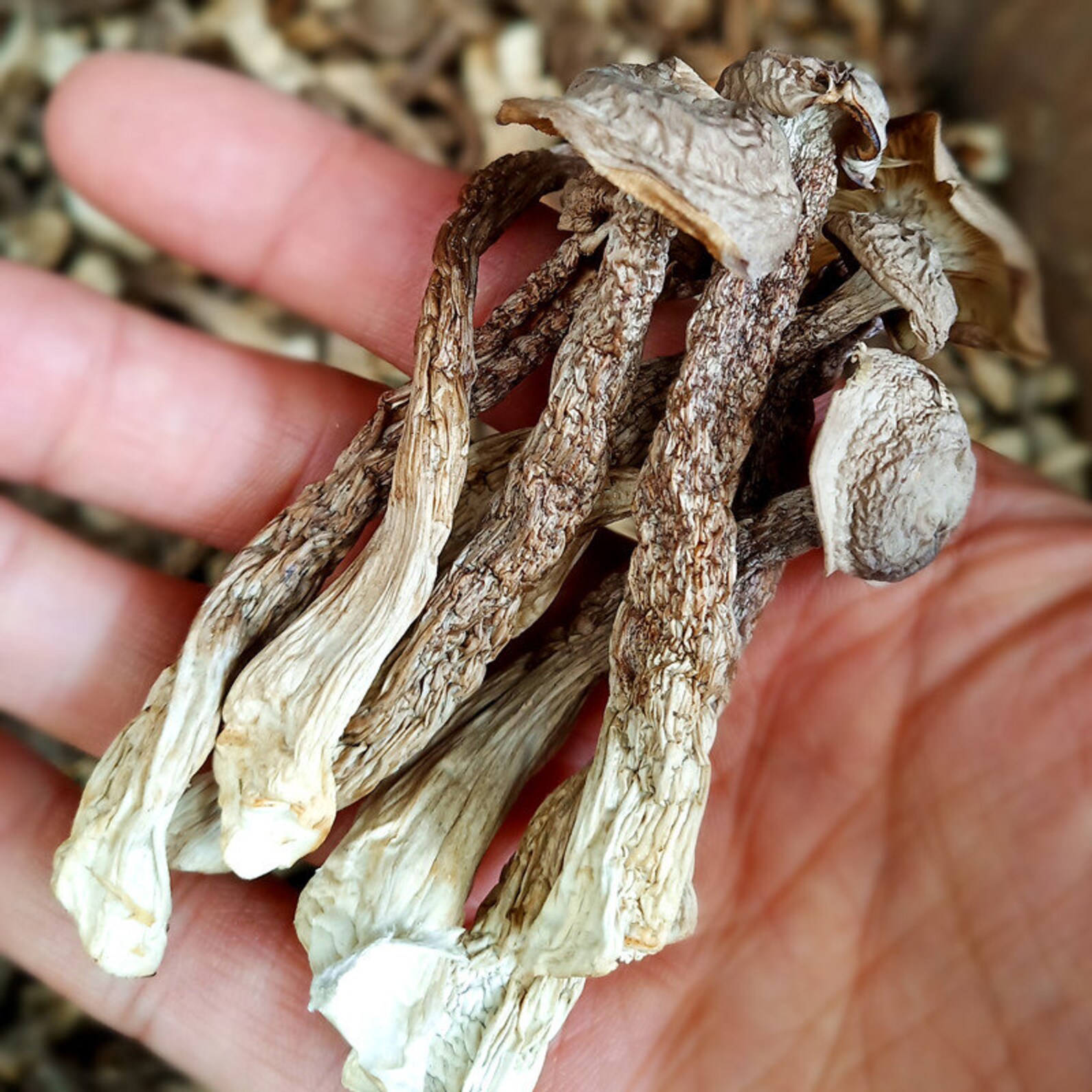 500g Dried Lyophyllum Decastes Velvet Antler Mushroom Lu Etsy Australia