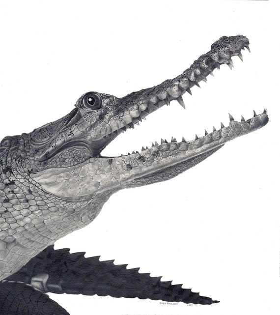 American Crocodile, Drawing, Pencil Drawing, Graphite Pencil