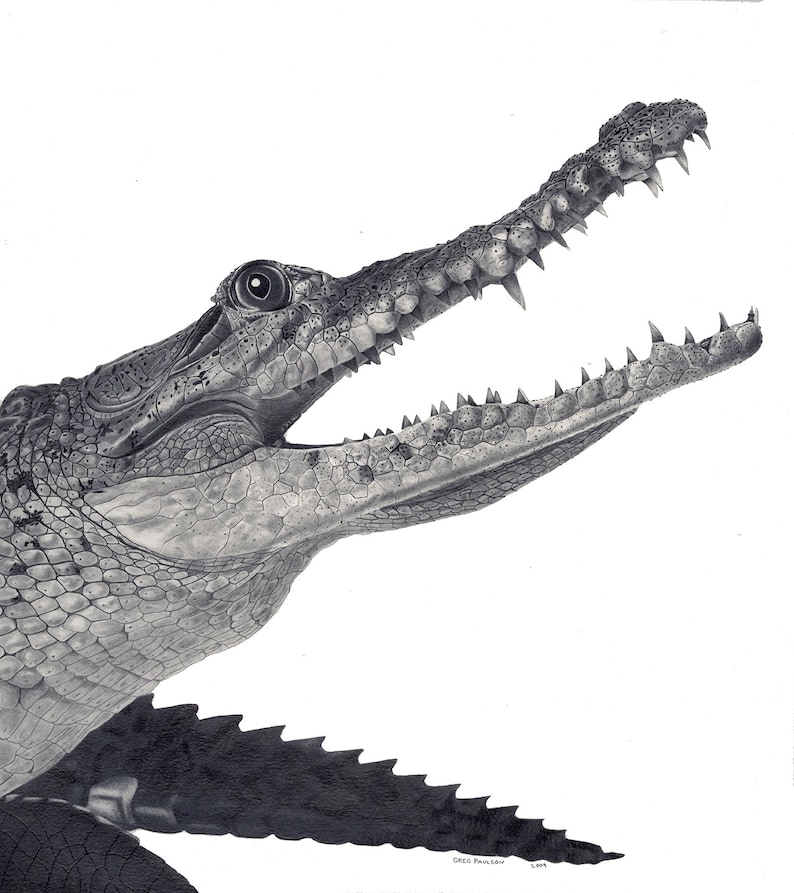 American Crocodile Drawing Pencil Drawing Graphite Pencil Etsy Hong Kong