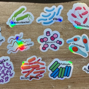 Types of Bacteria Holographic Stickers, Science Sticker, Infectious Disease, Public Health, Biology Teacher, Microbiology, Microbes stickers