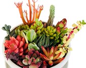 10 Assorted Varieties Live Succulent Cuttings Succulents Clippings Beginners Succulents, Great for Terrariums, Mini Gardens, Wedding favors