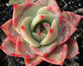 Rare Succulent Live Plant Echeveria lala Home Garden Plant in 2 Planter Rosette Succulent Wedding Favor