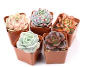 5 Packs Assorted 2 quot Pot Succulents for Wedding, Favors, Arrangements, Wreaths, Exotic Succulent Plants