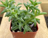 Live Rare Succulent Senecio Peregrinus String of Dolphins, Fully Rooted in 2 quot Planter Pots Home Indoor House Plant