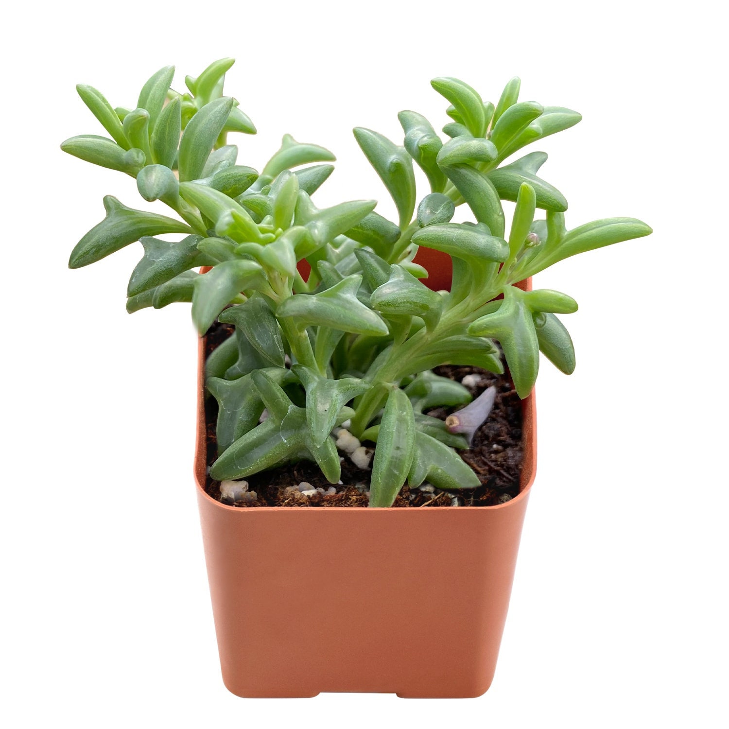 Live Rare Succulent Senecio Peregrinus String of Dolphins, Fully Rooted in 2" Planter Pots Home Indoor House Plant