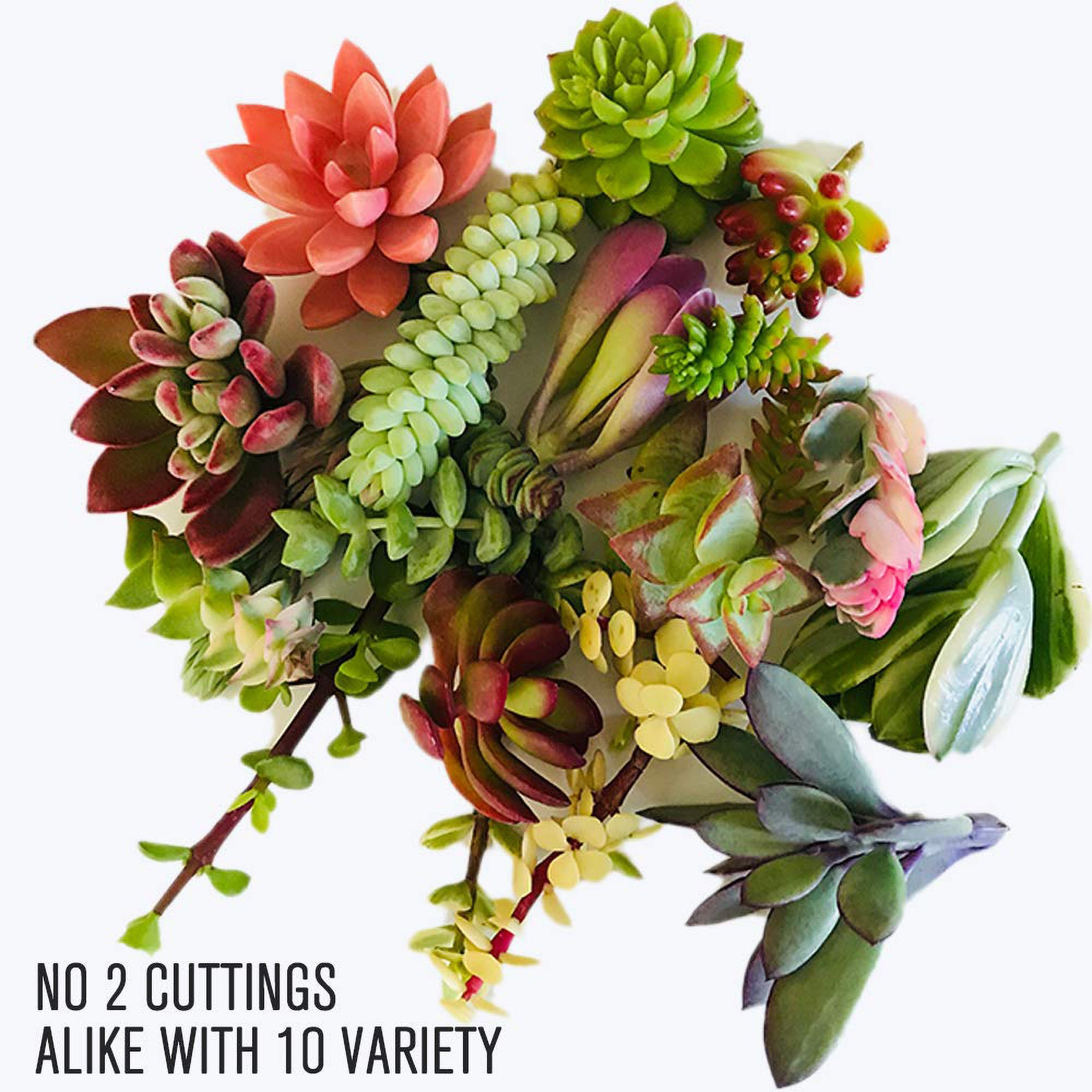 10 Varieties 24 Assorted Succulent Cuttings 
