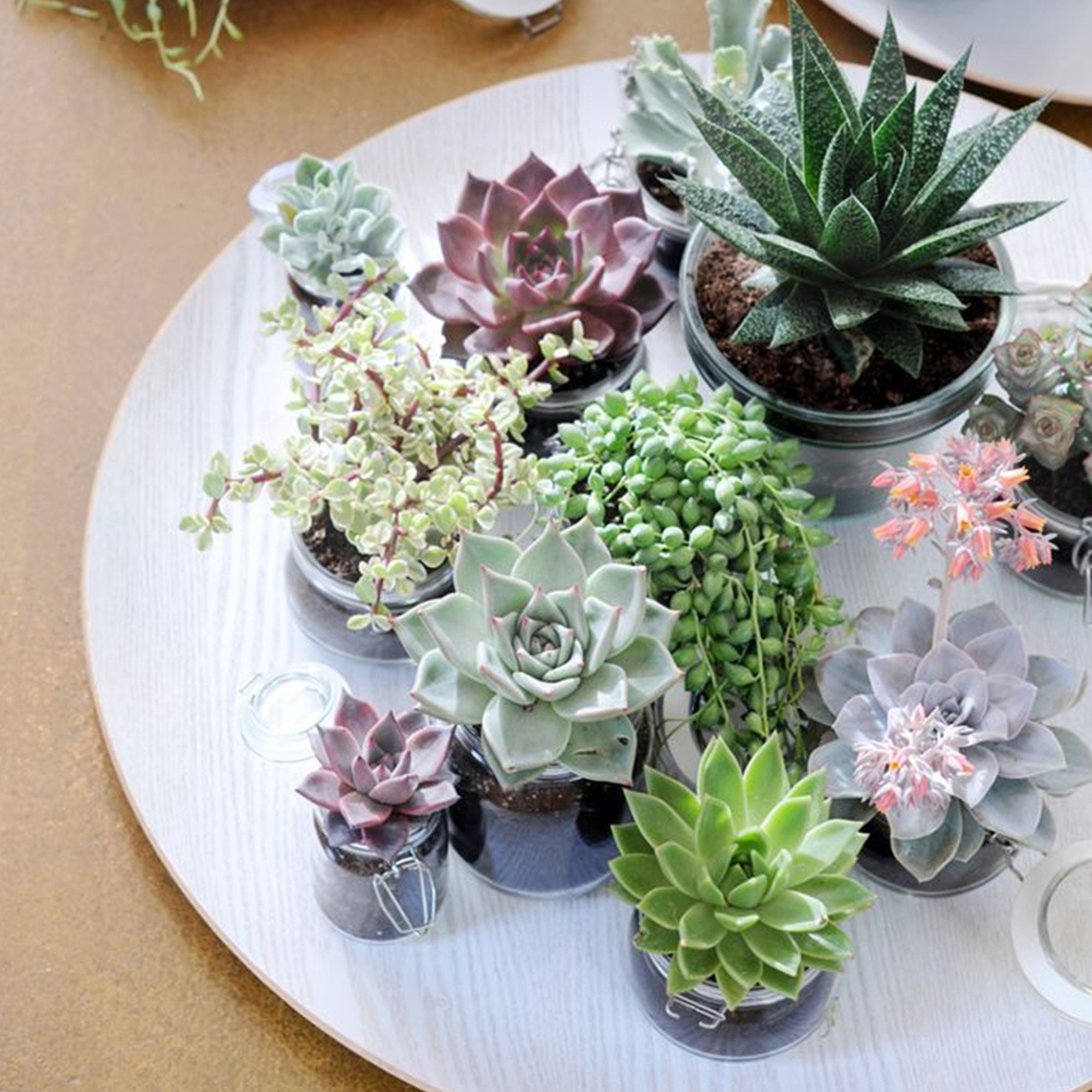 7Pack Succulent Plants 2 Assorted Echeveria Rosettes Etsy