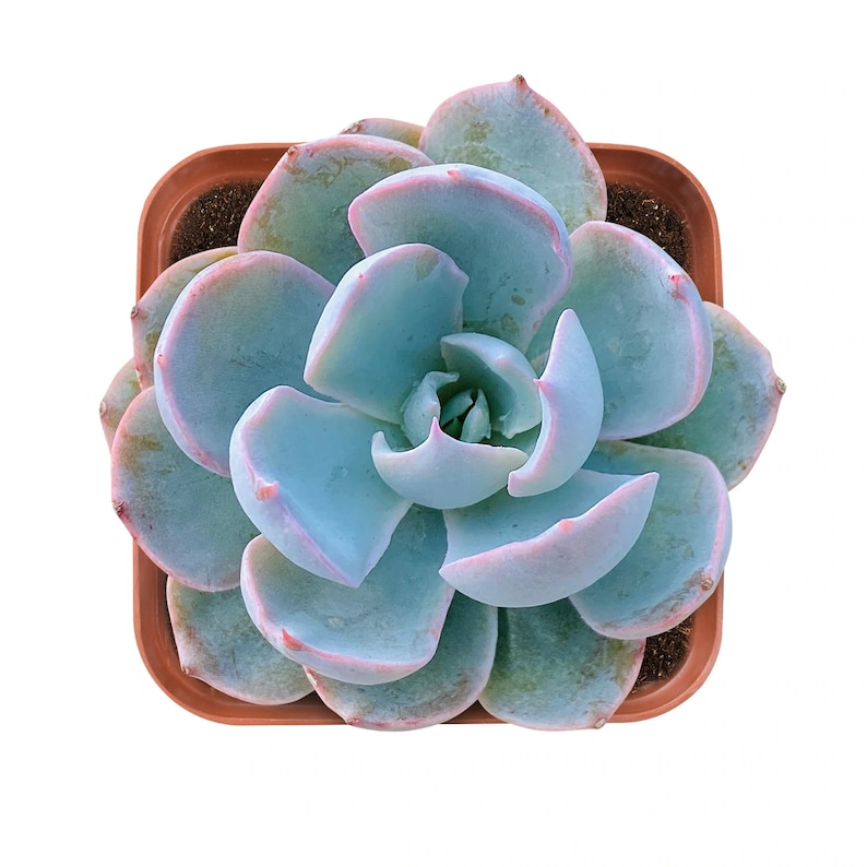 Echeveria desmetiana