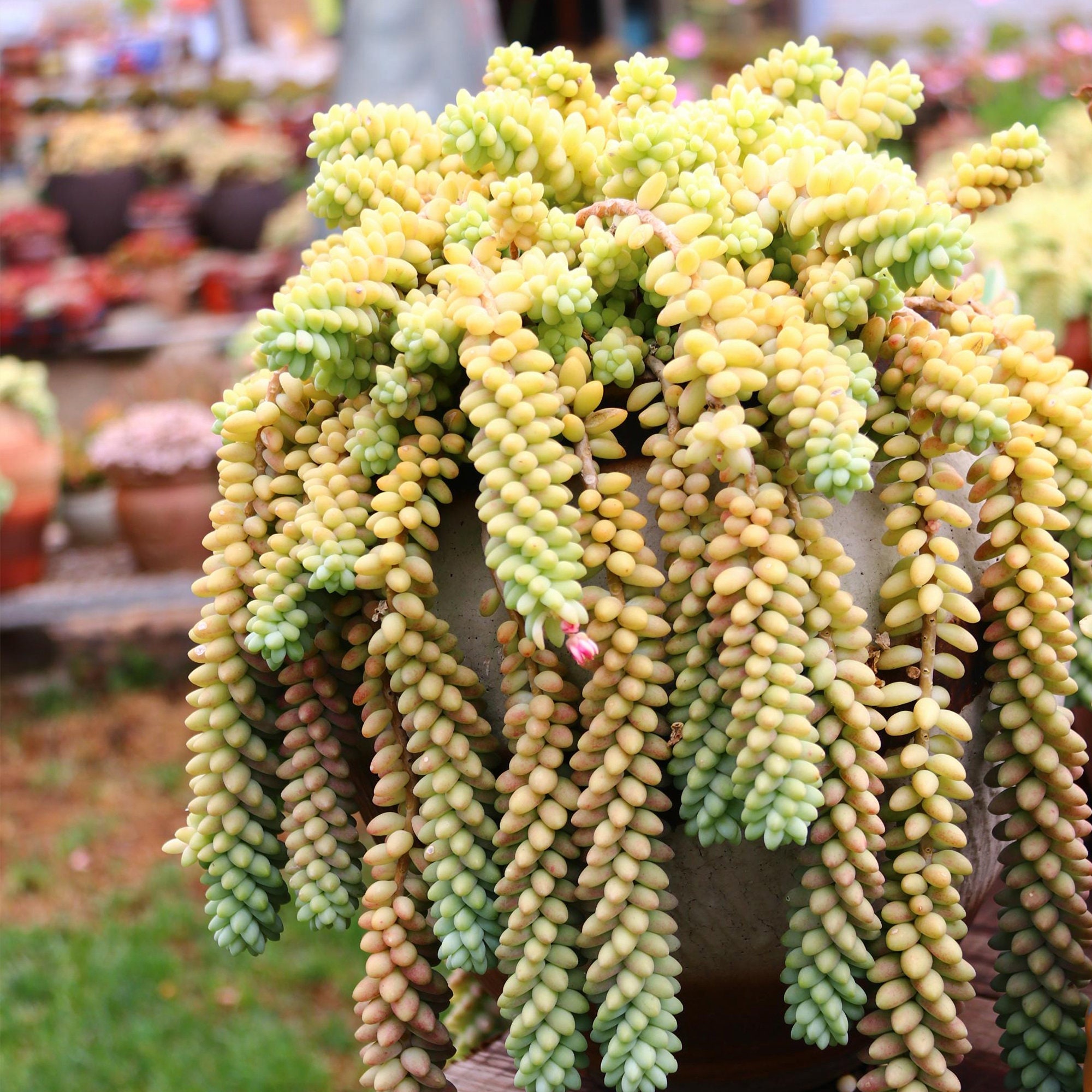 Burro's Tail Succulents Plants Sedum Morganianum - Etsy Singapore