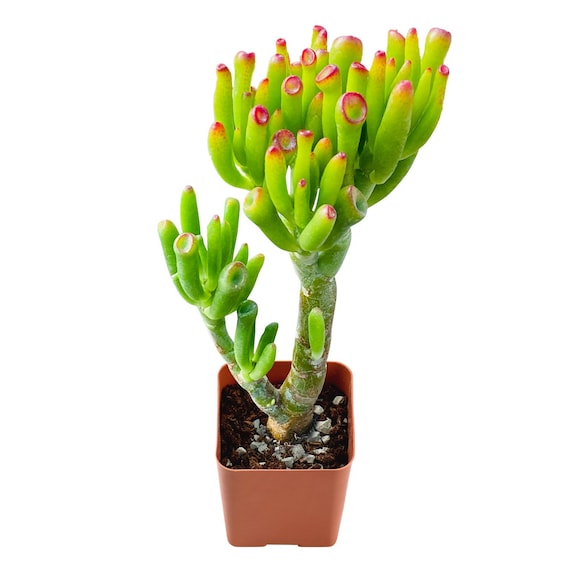 Cromático Contratado Paquete o empaquetar Crassula ovata 'Gollum' Árbol de jade Planta suculenta - Etsy México