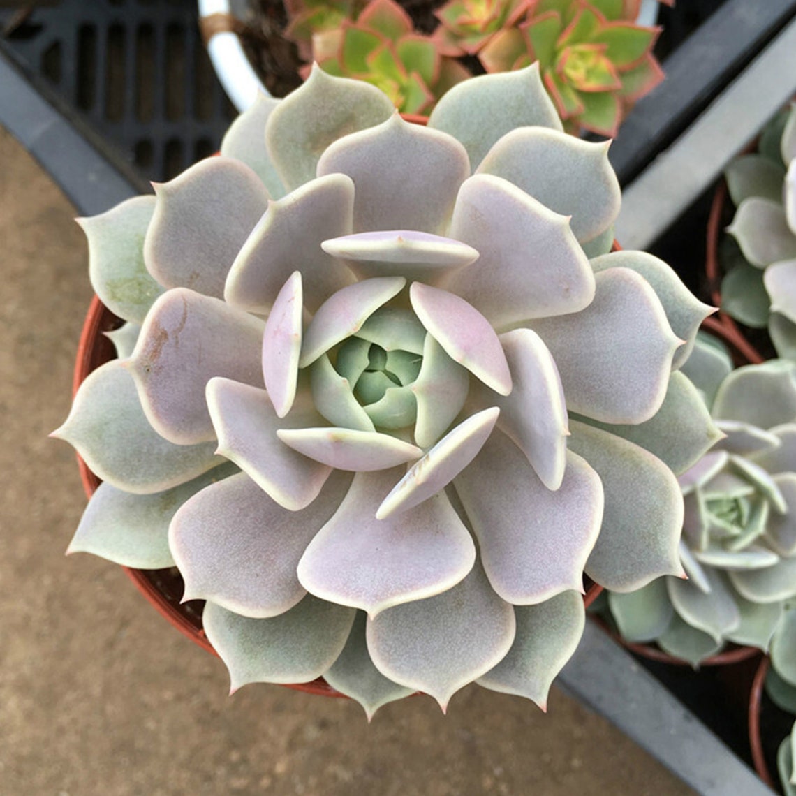 Succulent Live Plant Echeveria Lola Home Garden Rare Plant