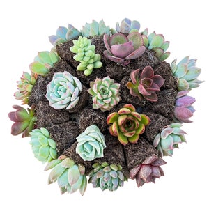10 Assorted Varieties Succulent Cuttings 10 Different - Etsy