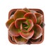 Echeveria Melaco, Live Succulent Plants in 2' Planter, Perfect for Fairy Gardening & Wedding Favors 