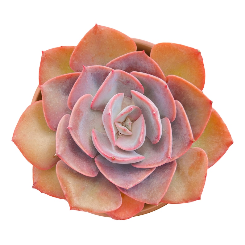 Pink succulent echeveria dusty rose