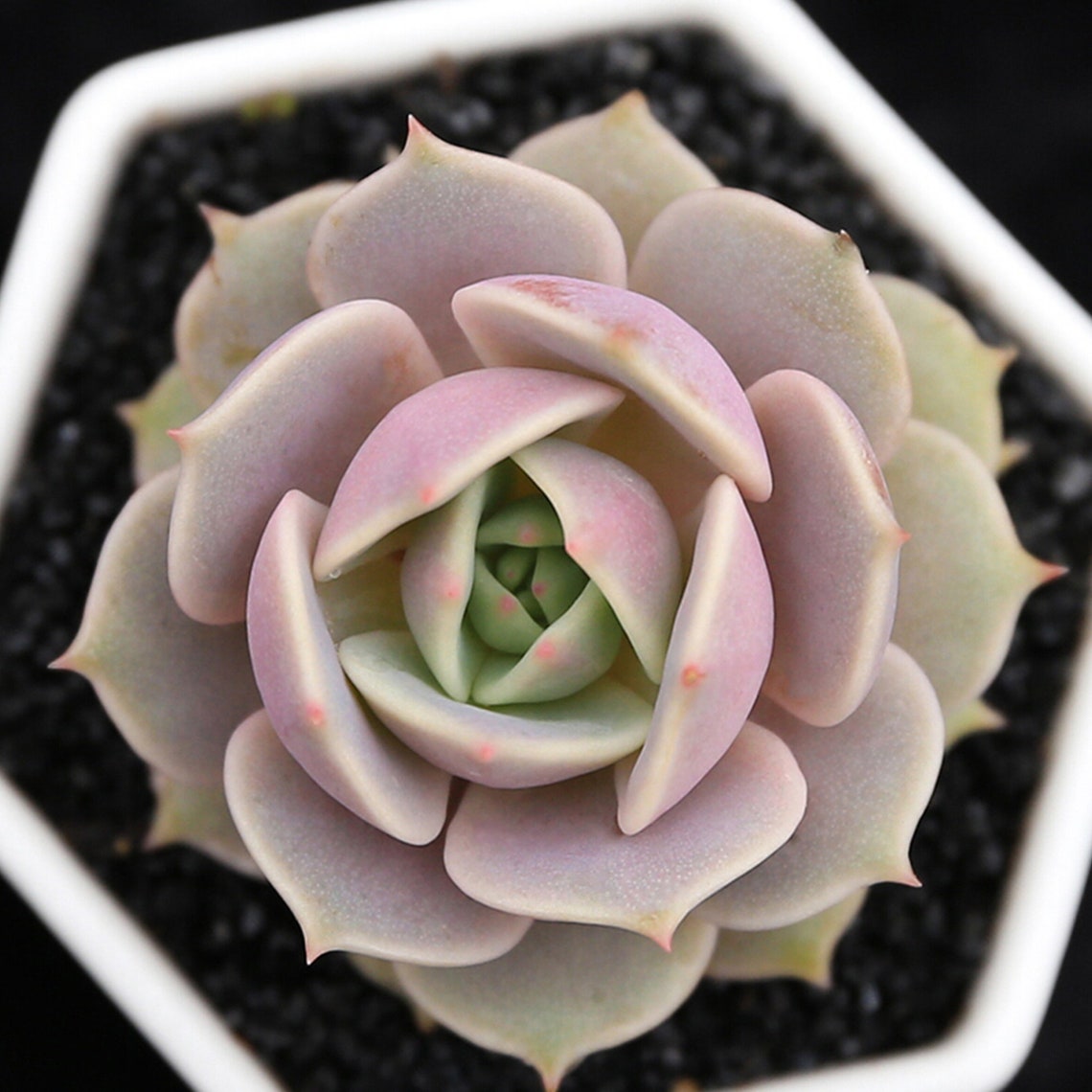 Succulent Live Plant Echeveria Lola Home Garden Rare Plant