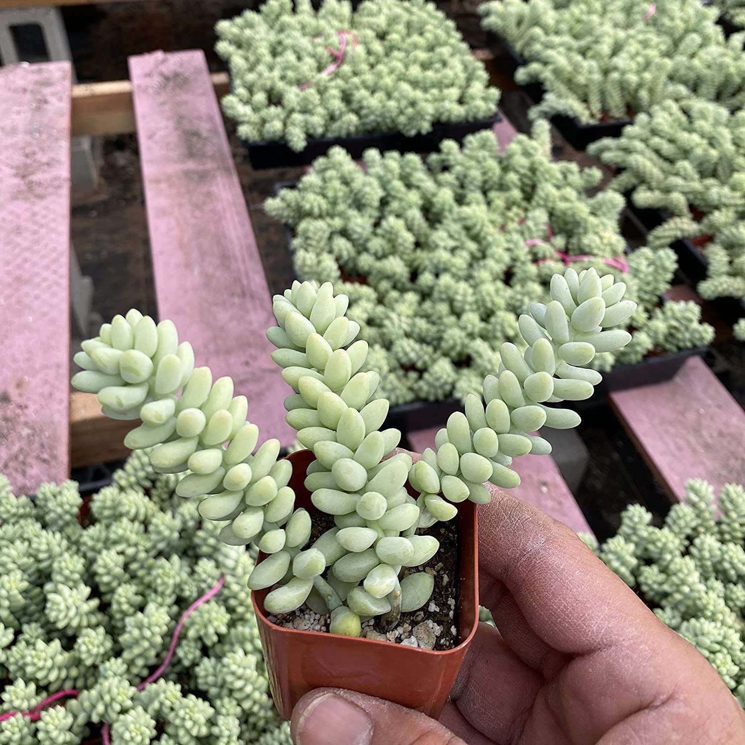 Burro's Tail Succulents Plants, Sedum Morganianum Donkey's Tail Fully Rooted in 2 inch Pots Live Potted Succulents Indoor Outdoor Decor