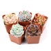 5 Packs Succulent Plants, 5 Different Varieties, Assorted 2'' Potted Plants, Great for Baby Show, Wedding Decor, Bridal Favor, Plant Gifts
