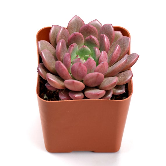 Sedeveria Pink Ruby 4cm Succulent Live Plants Home Garden Beautiful Plants
