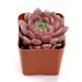 Succulent Sedeveria Pink Ruby, Fully Rooted in 2' Planter Pots, Rare Plant Potted Echeveria Succulent Live Plants 