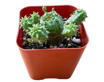 Euphorbia Monstrose - Etsy