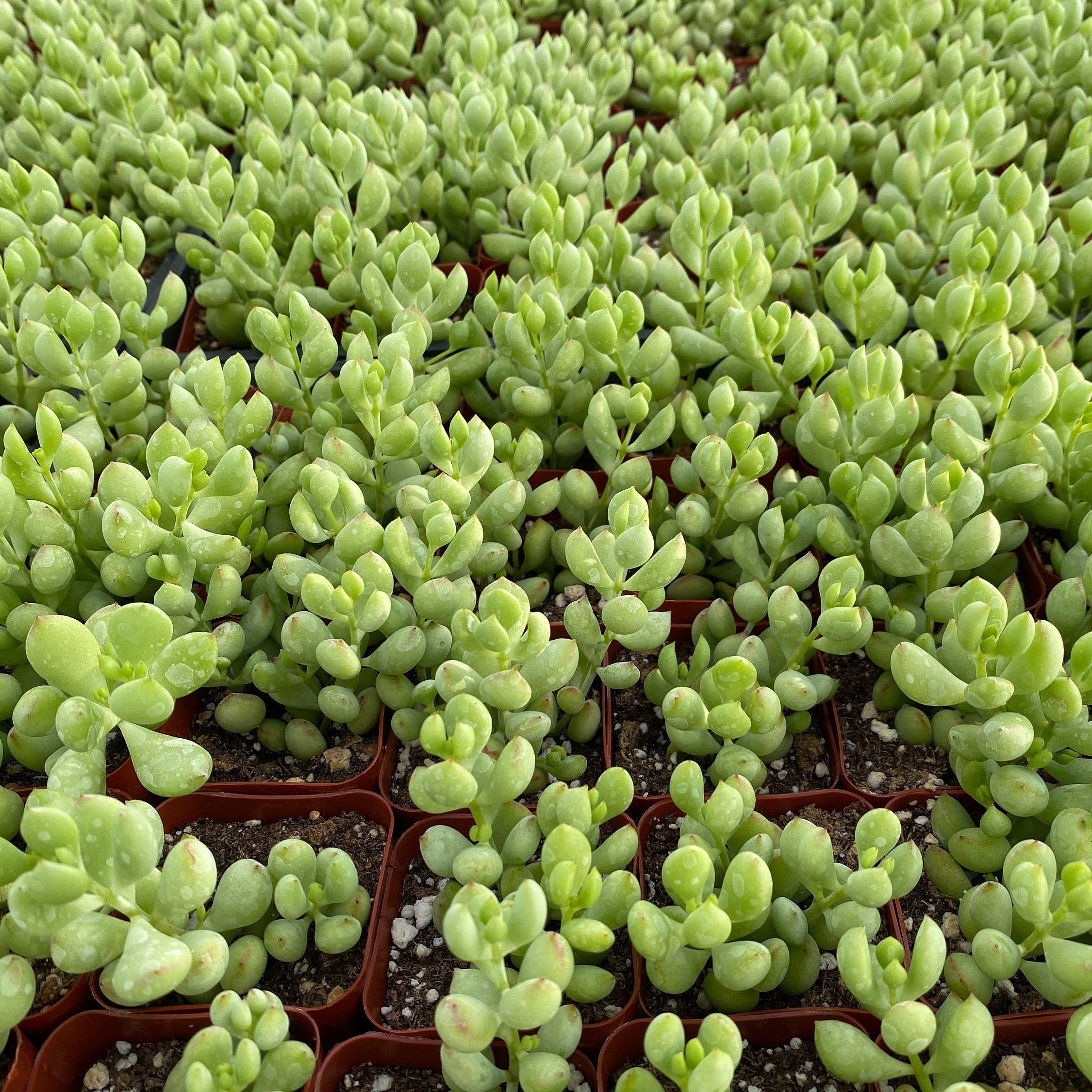 Cotyledon pendens Succulent Live Plants RARE Mini Succulent Etsy