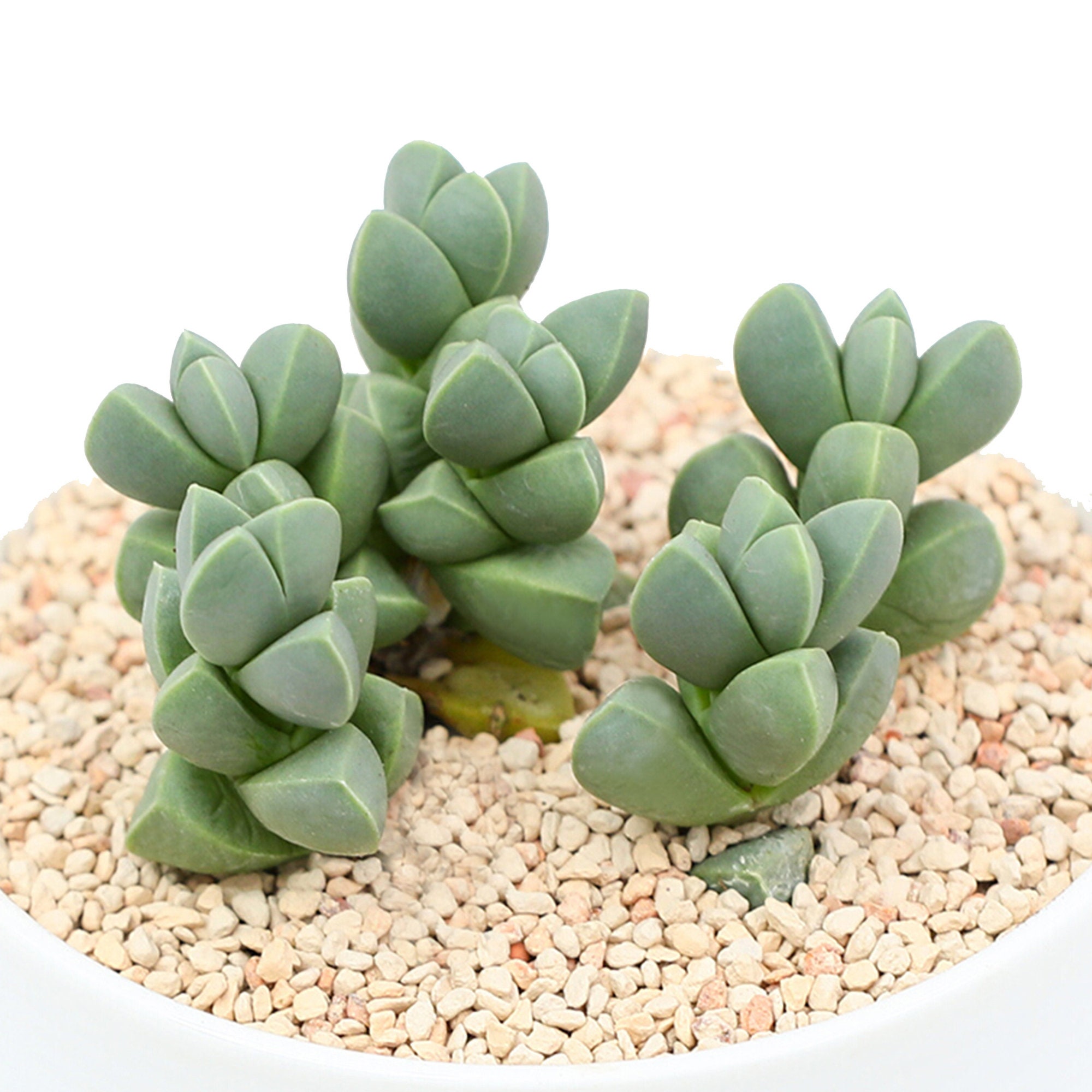 Succulent Corpuscularia Lehmannii Ice Plant Astridia Velutina Etsy Succulent Corpuscularia Lehmannii Ice Plant Astridia Velutina Etsy