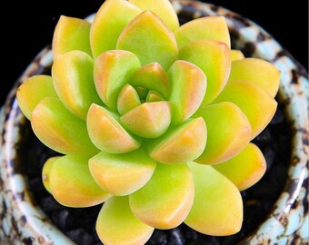 Yellow Succulents Etsy