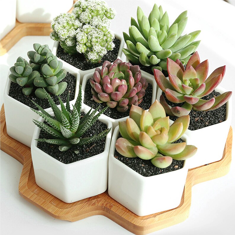 3lb Black Top Dressing Bonsai Rocks for Succulents Cactus Etsy