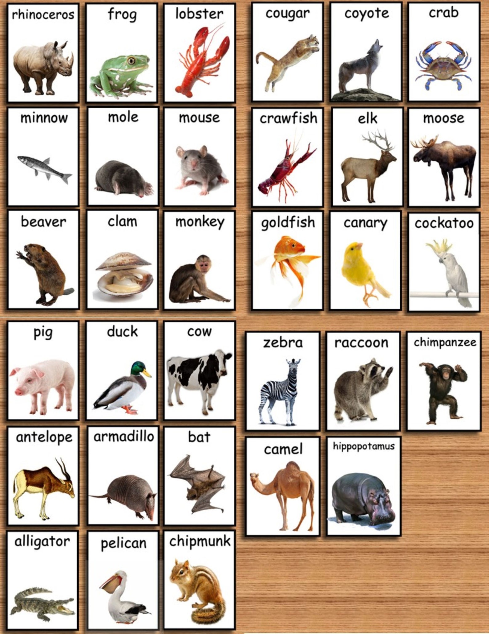 ultimate-animal-flashcard-collection-112-zoo-animal-flashcards-etsy