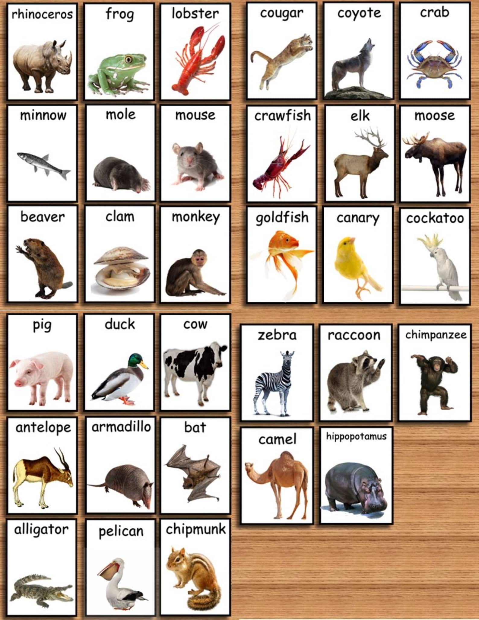 Ultimate Animal Flashcard Collection 112 Zoo Animal Flashcards Etsy