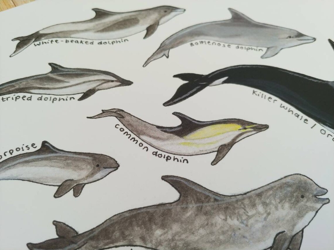 Dolphin and porpoises chart art print | Etsy